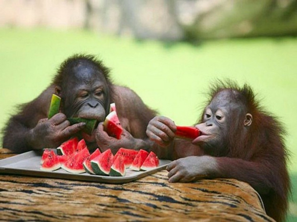 lustige-tiere-zwei-schimpansen-essen-wassermelone.jpg